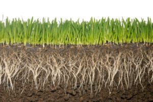 grass roots soil ags fertiliser mycorrhizae